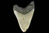 Fossil Megalodon Tooth - North Carolina #124686-2